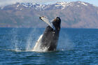Fototapeta WŁÓKNINA-PODWODNY ŚWIAT-(5022S)-Wieloryby Delfiny Orka Ryby Wyspa