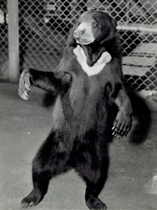 1941 Vintage Photo Malayan Sun Bear with "V For Victory" at San Francisco Zoo - Picture 1 of 2