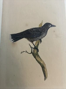 Ornitologia Acquaforte 1795 "Spotted nutcracker, Nucifraga caryocatactes.” - Bild 1 von 6