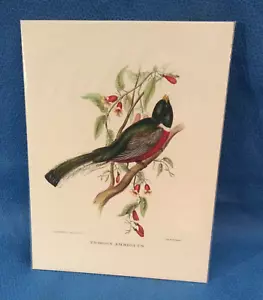 J Gould Bird Print Trogon 7"x9.5" Unframed Loc G - Picture 1 of 5