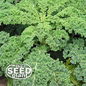 Siberian Kale Seeds - 250 SEEDS NON-GMO