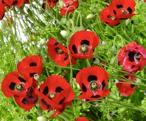 3500x Poppy Ladybird Seeds - Papaver Lady Bird - Awarded Poppy - Picture 1 of 1