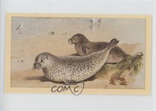 1982 Player's Grandee British Mammals Tobacco Common Seal #9 00jz