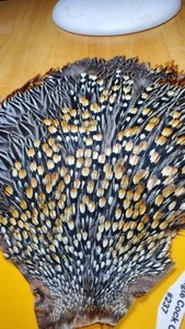 Jungle Cock Cape Grade A 237 - Picture 1 of 4