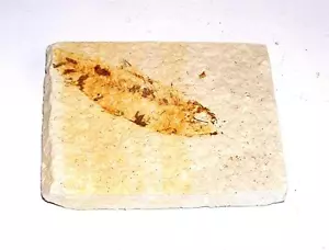 FOSSIL Green River Formation Wyoming 50 Million Years Old FISH F1 - Picture 1 of 1