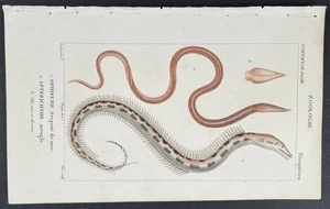 Turpin 1816 Antique hand-colored print: Serpent & morey eel, sea life fish - Picture 1 of 2