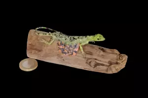 Taxidermy Flying Lizard (Draco volans) Log no 83. Wood Length 13cm. Reptile. - Picture 1 of 10