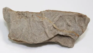 Seestern, Asteriacites lumbricalis, Trias, Rhät, Beaume, Frankreich -eb4754 - Picture 1 of 5