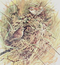 Basil Ede Birds The Wren Vintage Art Print Book Plate 24