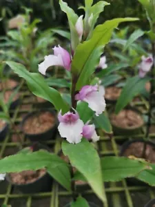 Zwiebel Terrestrische Orchidee Brachycorythis Henryi Arten Pflanze + PHYTO Zertifikat - Bild 1 von 6