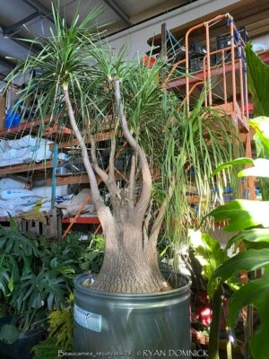 Beaucarnea recurvata  - Pony Tail Palm HUGE!!! 45 gal pot, 1/2Ton. LOCAL PICKUP - Image 1 of 4