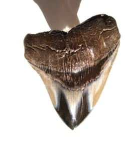 4 INCH MEGALODON FOSSIL SHARK TOOTH STUNNING APPEARANCE - Picture 1 of 10