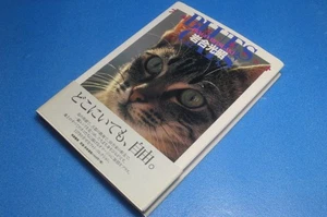 Bruce Cat Iwago Mitsuaki - Imagen 1 de 2
