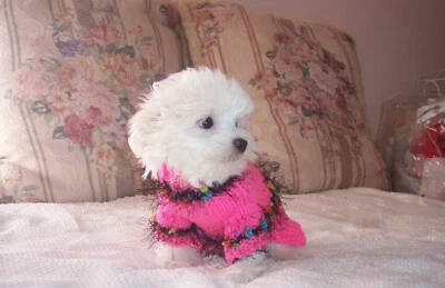 Hand Knitted Dog Puppy Sweater X Small 9'' - Image 1 of 4