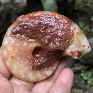 89Gr EXTREMADAMENTE RARO NAUTILUS DELGADO AMONITA CALCITA fósil molusco entero Pérmico DELGADO NAUTILUS - Imagen 1 de 12