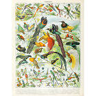 Millot Encyclopedia Page Birds Paradise Large Wall Art Print 18X24 In