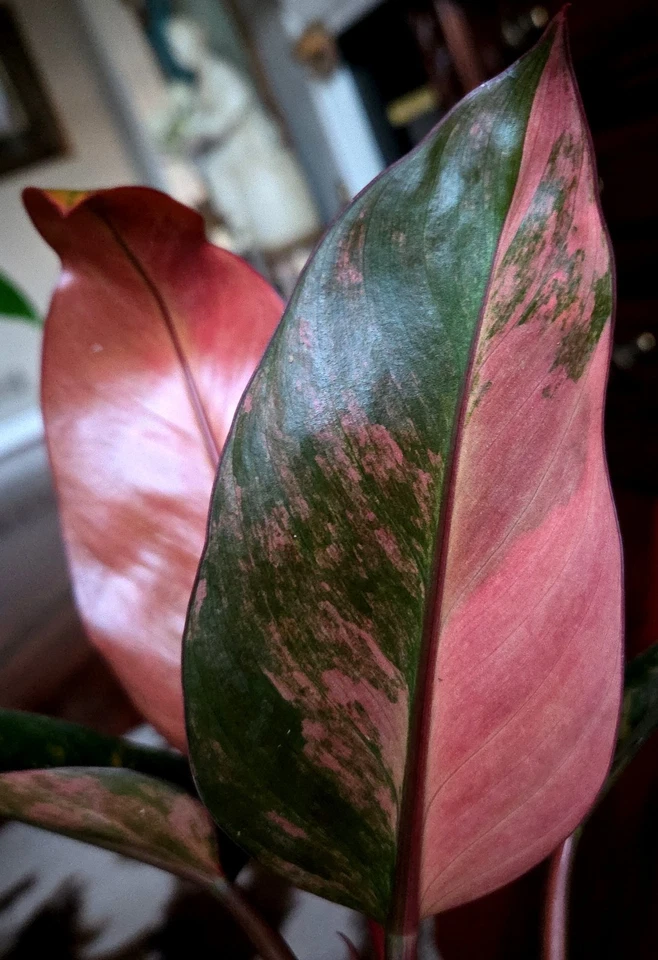 Rare  Philodendron Variegated Red Congo 17" Tall Aroid Not Monstera Anthurium  - Image 1 of 4