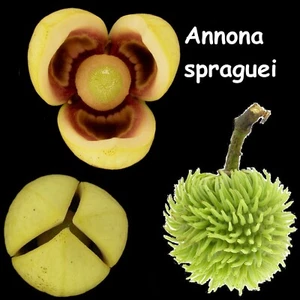 ~NEGRITO~ Sprague's Custard Apple FRUIT TREE Annona spraguei Lg 3-4ft potd Plant - Picture 1 of 7