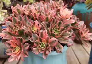 Aeonium Sweet tea Variegated 🏵️one head cutting 5cm diameter - Picture 1 of 3