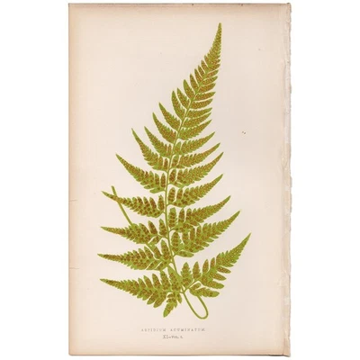 Antique Lowe Exotic Ferns 1872 Botanical Print 11 Long-pointed Shield Fern - Image 1 of 3