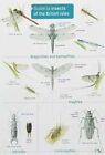 Guide To Insects Of The British Isles UC Lewington Richard Field Studies Council