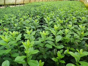 Prunus laurocerasus Novita 70 cm Kirschlorbeer Top Preis Pflanzen Hecke - Bild 1 von 6