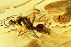 Winged Ant Formicidae Lasius. Fossil Insect In Baltic Amber #11781