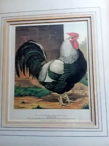 GIOCO POLLAME STAMPA DORKING COCK LUDLOW -GRAFICHE TASSOTTI - GALLI UCCELLINI - Foto 1 di 3