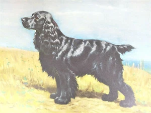Estampado Cocker Spaniel Negro Edwin Megargee De Colección, Litografía 1942 - Imagen 1 de 4