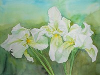 Original Irises Flowers painting Watercolor