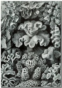 ERNST HAECKEL CANVAS PRINT Art Nouveau Sea Life Coral 18"X 12" Hexacoralla - Picture 1 of 1