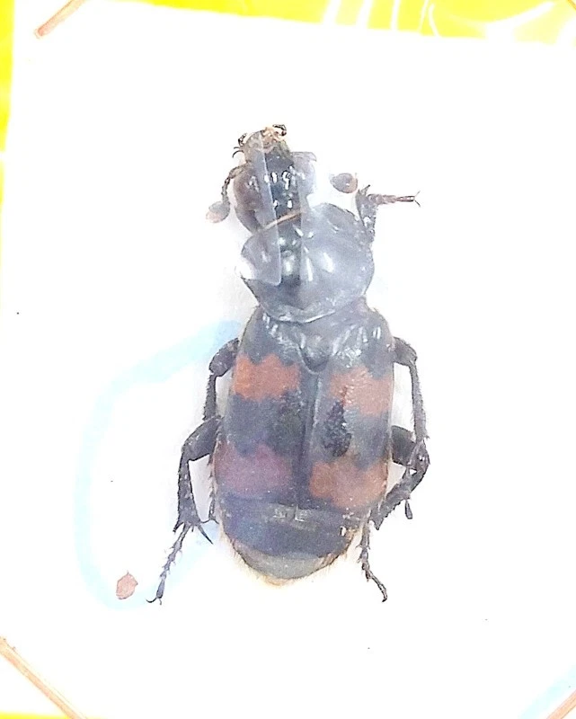 Silphidae : Nicrophorus interruptus  - Italia - Imagen 1 de 1