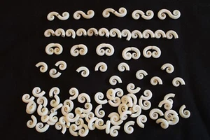 100 SPIRULA seashells - Picture 1 of 3