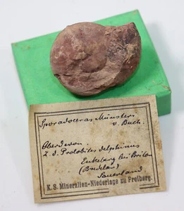 Goniatite, Sporadoceras muensteri, Oberdevon, Brilon, Sauerland, Germania -f25 - Foto 1 di 5