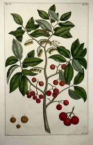 1741 Utrasum bean tree, Rumpf, Herbarium Amboinense, Indonesia, hand color folio - Picture 1 of 5