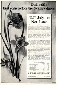 1902 anuncio vintage Narcisos antes de golondrina se atreve Elliott Arlington Petoskey Mich - Imagen 1 de 4