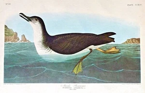 Raro AUDUBON AMSTERDAM Doble Elefante Folio MANKS PARDELA #295 MARCA DE AGUA - Imagen 1 de 10