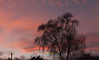 Photo 12x8 Silver birch. Torre Torquay At sunset, having shed its leaves. c2021