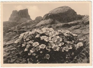 FLORA ALPINA NELLE DOLOMITI - CERASTIUM LATIFOLIUM ALP - AVERAU -97229- - Picture 1 of 1