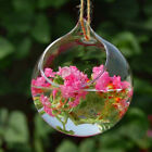 Hanging Glass Ball Plant Container Succulent Plants Pot Christ Display Decor