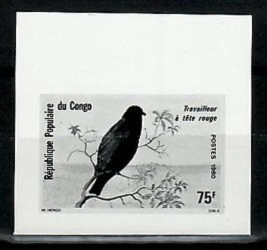 Ensaio fotográfico, Congo Sc552 vida selvagem, pássaro. - Imagem 1 de 1