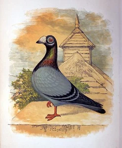 Fancy Pigeon " THE DRAGOON " By James C. Lyell Poster Art 13" X 19" - Picture 1 of 1