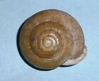 Patera perigrapta - POLYGYRIDAE - USA Land Snail Shell - 16.1mm  F++  #1656