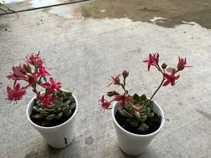 Graptopetalum tacitus bellus super star cactus Cacti Succulent real live plant - Picture 1 of 2