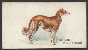 GOODWIN - DOGS OF THE WORLD - SIBERIAN WOLF HOUND - Picture 1 of 2