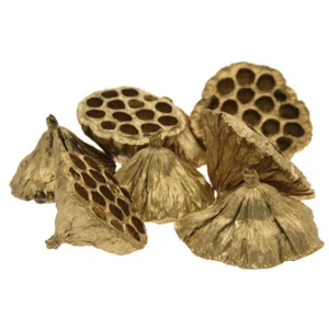 Gold Lagre Sized Lotus Heads Dried Christmas Decorations Home Crafts SKU DF4066 - Picture 1 of 1