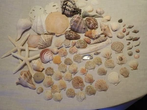 Large Lot of 60+ Sea Shells Vintage Assortment with Beautiful Coloring Starfish - Picture 1 of 16