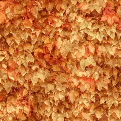 Northcott - Autumn Breeze - Hojas en capas - Óxido ligero, tela por comprar Foto 1 de 4