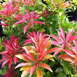 2Ltr Pot Pieris Mountain Fire Medium Evergreen Garden Shrub Plant ( 2 Pack ) - Picture 1 of 1