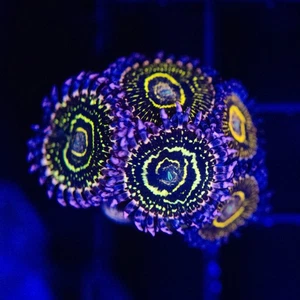 Stratosphere Zoas – Single Polyp - Picture 1 of 1